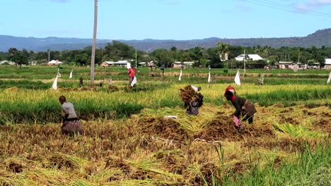 Toma-Amplia-De-Mujer-Sacudiendo-Tallos-De-Arroz-Con-Niños-Ayudando,-Paisaje-Rural-Africano