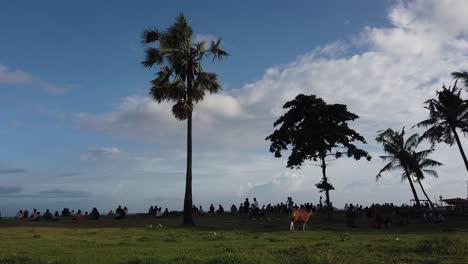 Kuh,-Vieh,-Geht-Um-Die-Menschen-Herum-In-Einer-Weiten-Grünen-Landschaft-In-Bali,-Indonesien,-Domestiziertes-Tier-Ist-Menschenfreundlich,-Saba-Beach,-Gianyar