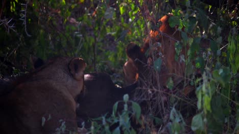 Close-up-gimbal-shot-of-lion-cube-pulling-hard-to-eat-prey-with-its-mother-next-to-him