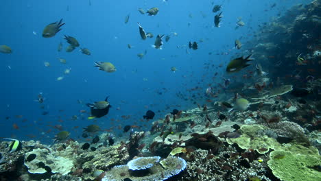 Imágenes-Submarinas-De-Un-Arrecife-En-Bali