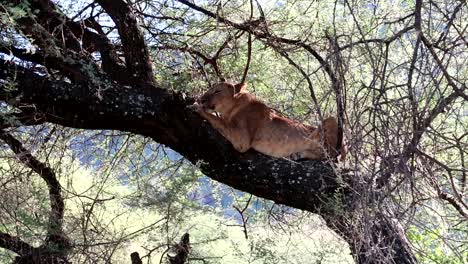 Lioness-trying-to-get-comfortable-on-a-branch-after-climbing-a-tree-in-Tanzania,-Africa