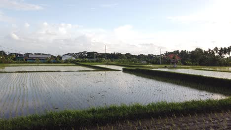 Nasse-Reisfelder-überschwemmte-Reisfelder,-Schwimmende-Kultivierung,-Bewässerter-Boden,-Ackerbau,-Grünpflanzenwachstum,-Bali,-Indonesien,-Bewölkter-Himmelshintergrund,-60-Fps