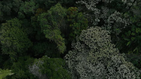 Luftaufnahme-Des-Waldes