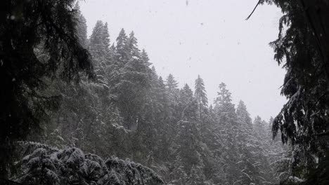 Schneesturm-Im-Wald-Mit-Nadelbäumen-Im-Winter