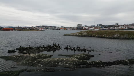 Cormorants-and-seagulls-perched-on-fjord-sea-water-rocks-with-commercial-port-and-city-in-background,-Stavanger-in-county-Rogaland,-Norway