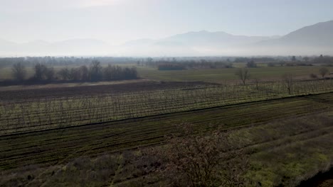 Italienischer-Weinberg-Mit-Nebel-Und-Drohnenvideo,-Das-Sich-Nach-Oben-Bewegt