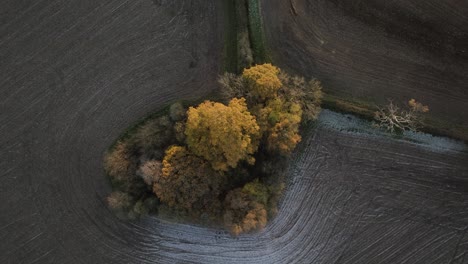 Birds-Eye-View-Overhead-Coppice-Trees-In-Arable-Field-Aerial-Frost-Autumn-Winter