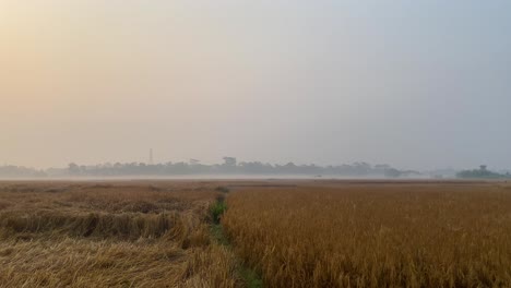Establisher-shot-of-dry-yellow-rice-paddy-with-morning-fog-on-distance,-pan