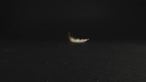 White-feather-with-tinted-end-in-distance,-video-zooming-in-to-clear-view