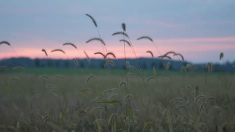 Field-at-sunrise-in-Gettysburg,-PA