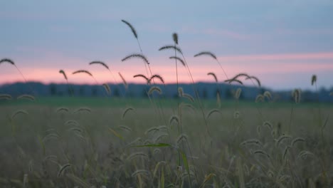 Feld-Bei-Sonnenaufgang-In-Gettysburg,-PA