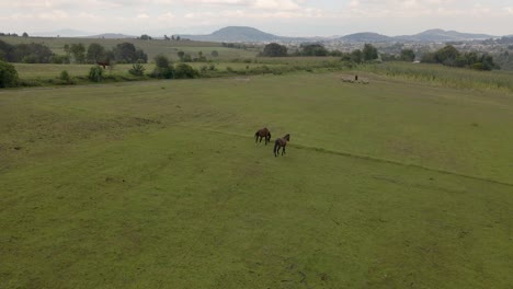 Schöne-Wildpferde-Im-Park-In-Mexiko,-Die-Auf-Der-Grünen-Wiese-Stehen
