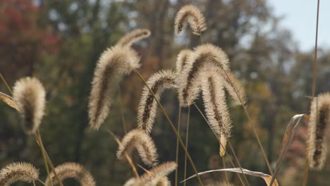 Field-swaying-in-the-wind-in-Gettysburg,-PA