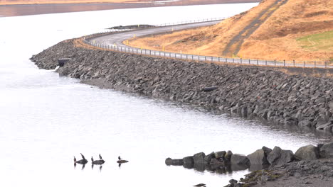 Stable-shot-of-icelandic-country-road-and-ducks-standing-on-rocks-in-sea