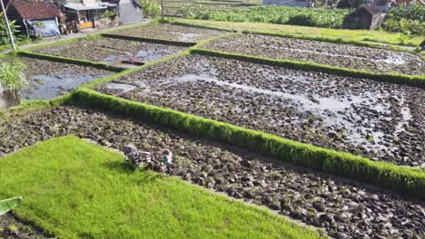 Ricefield-Farmer-Working-on-Sowing-Rice-Seeds-at-Flooded-Paddy-in-Bali-Indonesia,-Green-Agricultural-Landscape-in-Sukawati,-Gianyar
