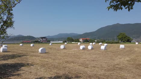 Slow-pan-across-field-of-rolled-ton-hay-bales-in-Suncheon,-South-Korea
