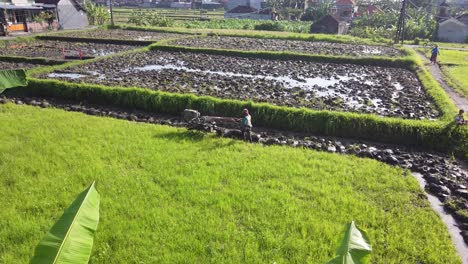 Rifecield-Worker,-Tractor-for-Sowing-Rice-Seeds-in-the-Flooded-Paddy,-Bali-Indonesia,-Farmer,-Agriculture,-Sukawati,-Gianyar