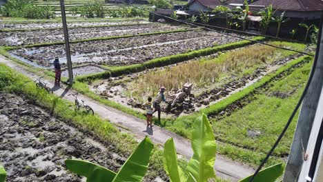 Trabajador-De-Campo-De-Arroz-Con-Tractor-Sembrando-Semillas-De-Arroz-En-El-Arrozal-Inundado-De-Bali-Indonesia-En-Una-Tarde-Soleada,-Aldea-Batubulan-En-Sukawati-Gianyar