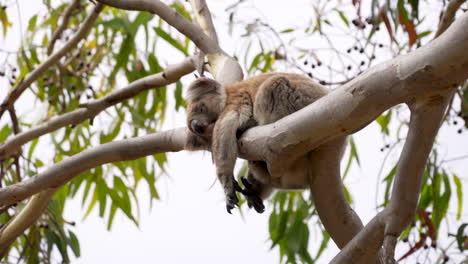 Ein-Schlafender-Koala-In-Einem-Gummibaum,-Der-Sich-In-Australien-Im-Wind-Wiegt