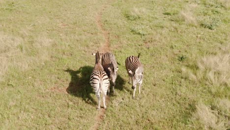 Drohnen-Luftaufnahmen-Von-Drei-Zebras,-Die-Nebeneinander-Stehen