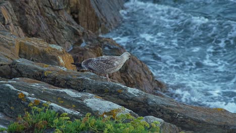 A-seagull-perched-on-rocks-by-the-sea-in-Brittany,-foraging-for-food-before-soaring-majestically-into-the-sky,-offering-a-glimpse-of-the-wildlife-and-freedom-of-this-region