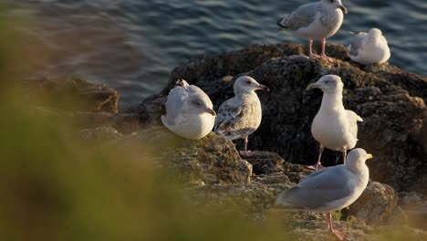 A-group-of-seagulls-perched-on-rocks-by-the-sea-in-Brittany,-enjoying-the-rays-of-the-setting-sun