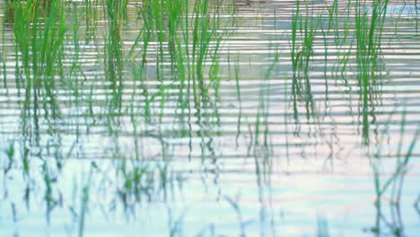 Slow-motion---Waves-on-the-surface-of-the-lake-water-with-aquatic-grass