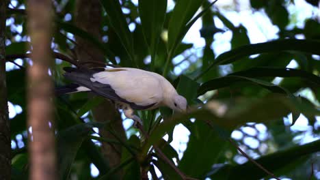 Australian-pied-imperial-pigeon,-ducula-spilorrhoa-spotted-perching-on-tree-branch-in-its-natural-habitat,-wondering-around-its-surrounding-environment,-handheld-motion-close-up-shot