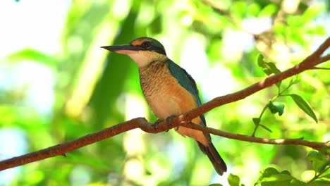 Wild-blue-sacred-kingfisher,-todiramphus-sanctus-spotted-perching-on-the-tree-against-beautiful-foliage-background,-wiping-its-bill-against-the-branch-for-hygienic-reasons,-close-up-shot