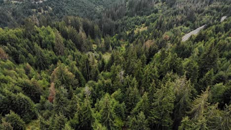 Aerial-View-Of-Road-Amidst-Trees-In-Forest---drone-shot