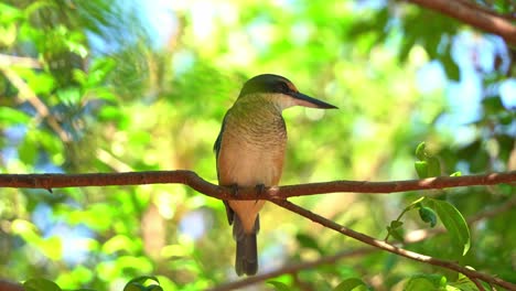 Blue-sacred-kingfisher,-todiramphus-sanctus-spotted-perching-on-tree-branch-against-leafy-green-foliage-background-in-coastal-woodland,-close-up-shot-capturing-the-head-movements-in-bright-daylight