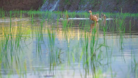 Slow-motion---Ducks-on-the-pond-with-green-grass
