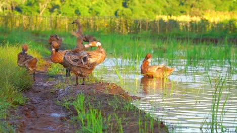 Am-Rande-Des-Reisfeldes-Steht-Eine-Entenherde---Indonesische-Enten