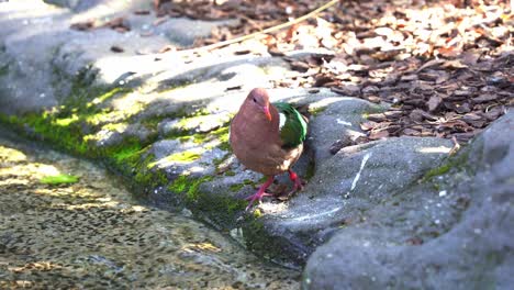A-common-emerald-dove,-chalcophaps-indica-spotted-standing-by-the-pond-and-slowly-walk-out-of-the-frame,-close-up-shot