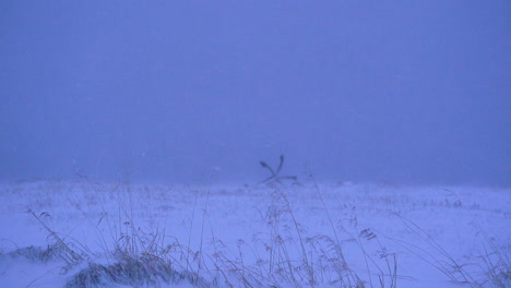 Slow-motion-of-wind-hitting-weeds-during-snowstorm