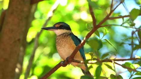 Wildlife-close-up-shot-of-a-beautiful-sacred-kingfisher,-todiramphus-sanctus-perching-on-tree-branch-in-its-natural-habitat,-fluff-up-its-feathers-to-dry-out-faster-under-bright-sunlight-in-summer