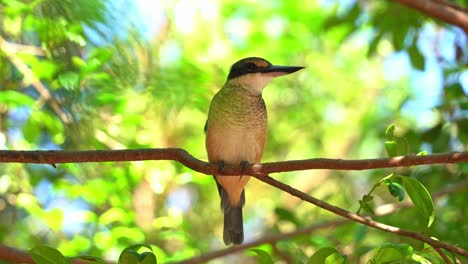 Wild-sacred-kingfisher,-todiramphus-sanctus-spotted-perching-on-tree-branch-against-leafy-green-foliage-background-in-coastal-woodland,-close-up-shot-capturing-the-head-movements-in-bright-daylight