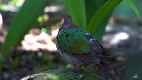 Emerald-dove,-chalcophaps-indica-standing-on-a-rock,-fluff-up-its-feathers,-wondering-around-the-surrounding-environment,-close-up-shot