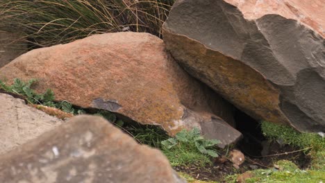 Adorable-little-African-Ice-Rat-scurries-into-den-between-rocks