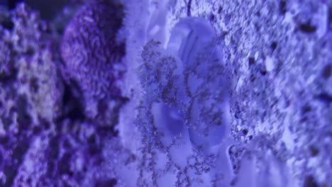 Medusas-Descansando-Sobre-Coral-Dentro-Del-Tanque-Del-Acuario-Con-Luz-Violeta