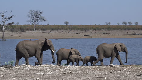 African-elephant-walking-beside-a-lake,-sideview-in-Slow-Motion