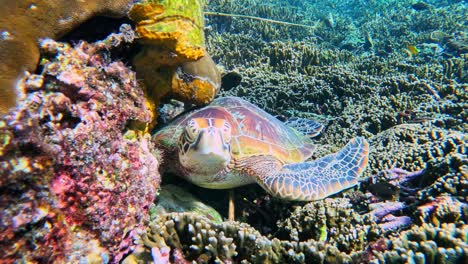 Grüne-Meeresschildkröte,-Die-Auf-Einem-Wunderschönen-Korallenriff-Ruht---Nahaufnahme