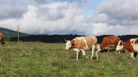 Rebaño-De-Vacas-Pastando-En-Un-Campo-En-La-Mañana-Soleada