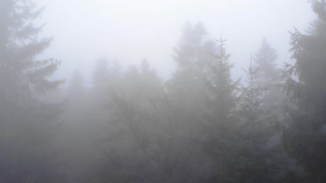 Flying-Through-The-Fog-And-Coniferous-Trees---drone-shot