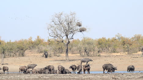 Herd-of-Cape-buffalo-gathered-around-a-small-pool,-one-bull-approaching-from-the-woodland