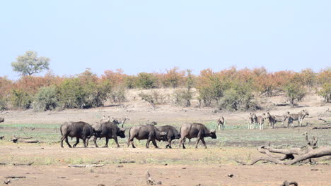 Herd-of-Cape-buffalo-bachelors-walking-in-line,-Zebra's-in-background-watching-them