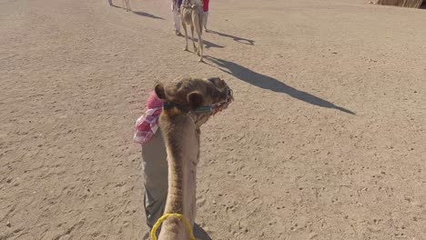 Hurgada,-Egipto-29-De-Diciembre-De-2022:-Los-Camellos-En-El-Desierto-Del-Sahara,-Egipto,-Beduinos-Vestidos-Tradicionales-Montando-Turistas-En-Camellos-A-Través-Del-Desierto-Arenoso