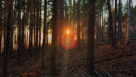 Schöner-Sommersonnenuntergang-Zwischen-Den-Bäumen-Im-Reichen-Wald