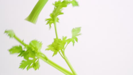 Crisp-green-celery-stalks-falling-in-slow-motion-on-white-backdrop