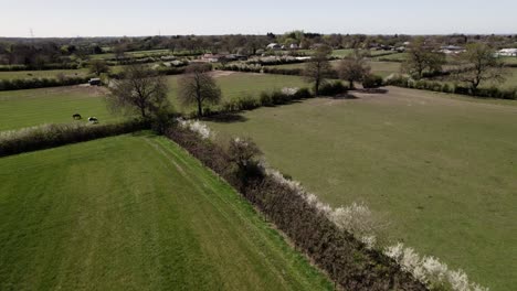 Agricultural-Farmland-Horses-Spring-Hedgerows-White-Thorn-Blossom-Aerial-Landscape-Warwickshire-Countryside